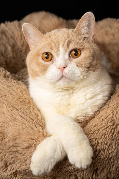 Close Cream White British Shorthair Cat Lying Bed Black Background — Stock Photo, Image