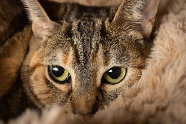 Close Common Tabby Cat Face Green Eyes Looking Brown Background — Stock Photo, Image