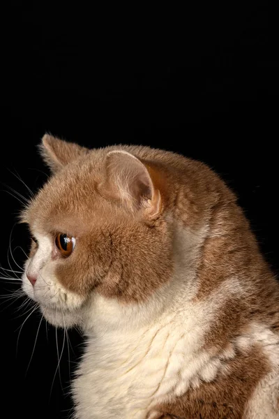 Close Cream British Shorthair Cat Profile Black Background Portrait Copy — Stock Photo, Image