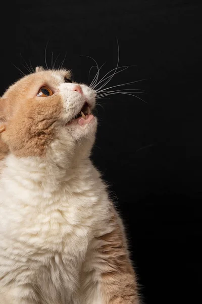 Close Cream British Shorthair Cat Looking Right Open Mouth Black — Stock Photo, Image