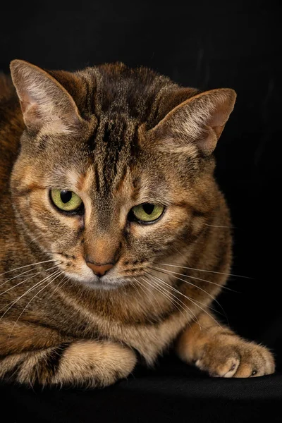 Close Tabby Cat Green Eyes Lying Looking Black Background Portrait — Stock Photo, Image