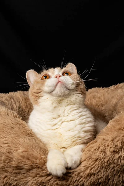 Close Brown White British Shorthair Cat Looking Black Background Portrait — Stock Photo, Image