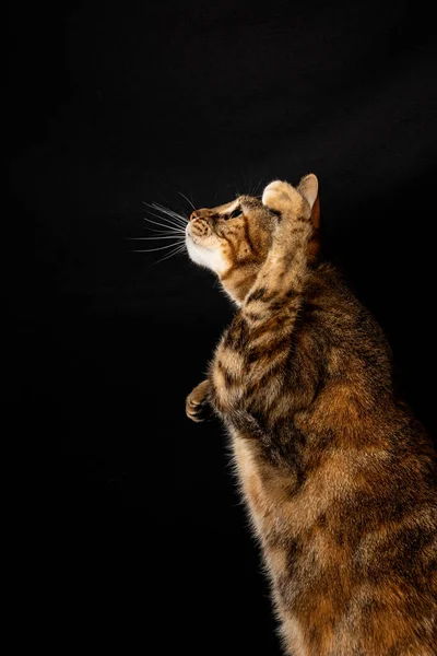 Close Tabby Cat Raising One Paw Black Background Portrait Copy — Stock Photo, Image