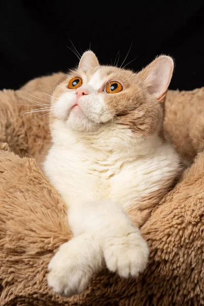 Close Brown White British Shorthair Cat Looking Left Crossed Legs — Stock Photo, Image