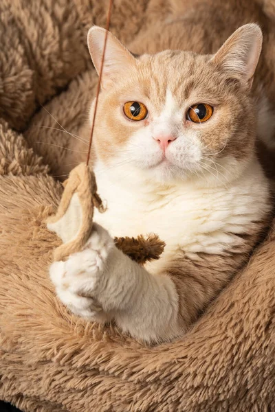 Close Brown White British Shorthair Cat Holding Stuffed Mouse Looking — Stock Photo, Image
