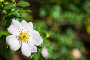 Bokeh, yatay yeşil arkaplan üzerinde beyaz kanina gülünün yakın plan kopyası alan