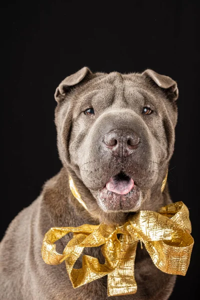 Zbliżenie Szary Shar Pei Pies Złotym Łukiem Szyi Czarnym Tle — Zdjęcie stockowe