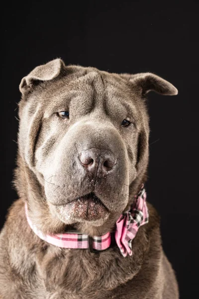 Zbliżenie Szary Shar Pei Pies Różowym Muszką Patrząc Dół Czarne — Zdjęcie stockowe