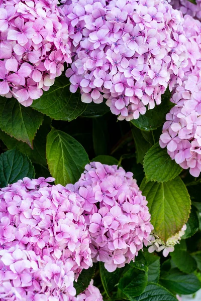 Gros Plan Fleurs Hortensia Violettes Avec Fond Bokeh Vertical Avec — Photo