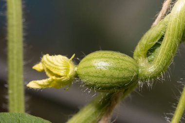 Sarı çiçekli küçük, yeşil karpuz embriyosu, bir serada büyüyor. Makro fotoğraf