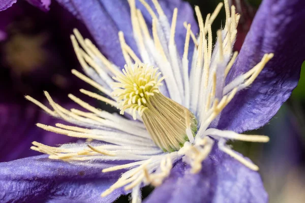 Kvetoucí Purpurový Květ Bílými Chlupy Jako Chapadla Pokrytá Pylem Makro — Stock fotografie