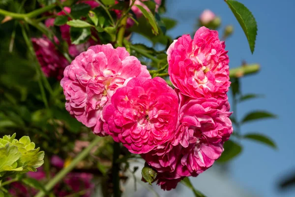 Keřová Růže Divoká Růže Jasně Růžovými Květy Proti Modré Obloze — Stock fotografie