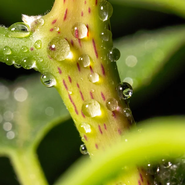 Gotas Agua Tronco Verde Árbol Aguacate Joven Macro Foto —  Fotos de Stock