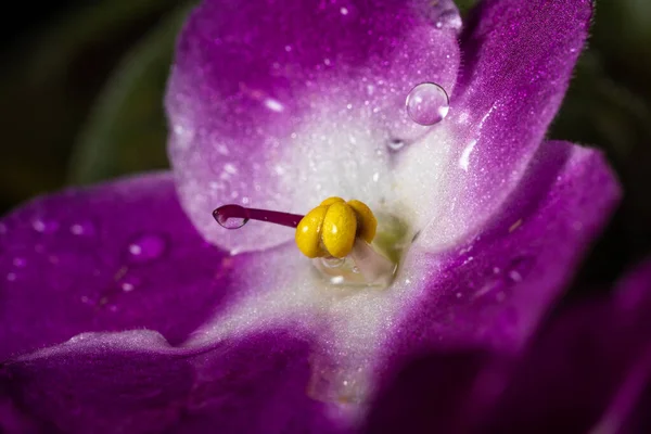 Movimiento Congelado Gotas Caen Sobre Flor Viola Rosa Macro Foto —  Fotos de Stock