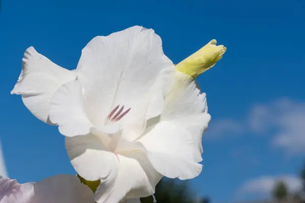 Śnieżnobiały Gladiolus Kwiat Tle Błękitnego Nieba Zbliżenie Makro — Zdjęcie stockowe