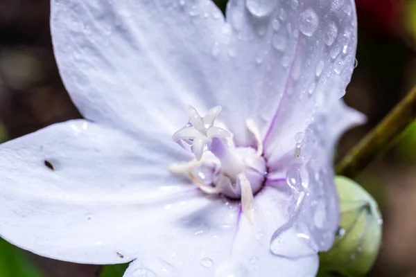 花弁が落ちる夏の雨の後に白い紫色のプラチコドンの花 マクロ写真 — ストック写真