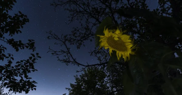 Tall Yellow Sunflower Bowed Its Head Night Starry Sky — Stock Photo, Image