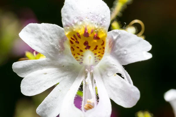 Bílý Schizantus Květina Dešti Létě Kapkami Okvětních Lístcích Makro Fotografie — Stock fotografie