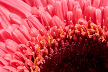 Kırmızı ve pembe Gerbera çiçekleri mavi arkaplanda. Yakın plan.