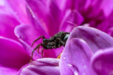 Pembe çiçeğin üzerindeki örümcek, yağmurdan sonra yıldız çiçeği, yaprakların üzerine damla, makro fotoğraf.