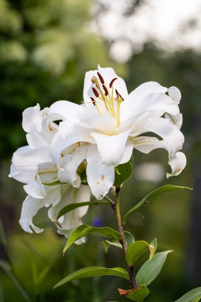 Biała Lilia Ogrodzie Letnim Zbliżenie — Zdjęcie stockowe