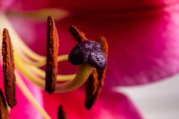 Розовая Лилия Красивыми Пестиками Тычинками Макрофото — стоковое фото