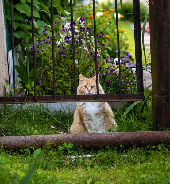 Красный Белым Пушистым Котом Летом Фоне Цветов Забором — стоковое фото