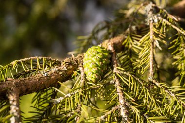 Yazın günbatımında ladin üzerinde yeşil tümsek, makro