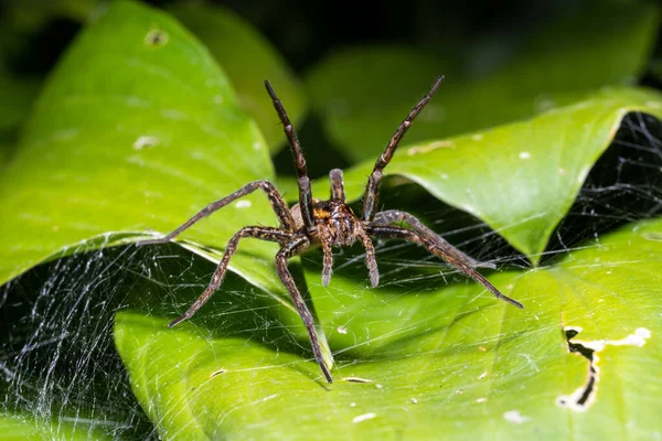 Laba Laba Babon Stok Foto Laba Laba Babon Gambar Bebas Royalti Depositphotos