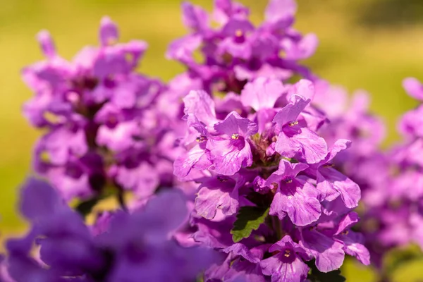 Loose Deer Podberezhnik Latin Lythrum Purple Flowers Sun Close — Stock Photo, Image