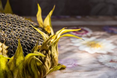 Çekirdekli ayçiçeği başı. Sabah güneşinin altında, yakın plan.