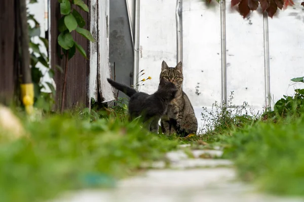 Gatto Con Gattino Guarda Macchina Fotografica Estate Vista Dal Basso — Foto Stock