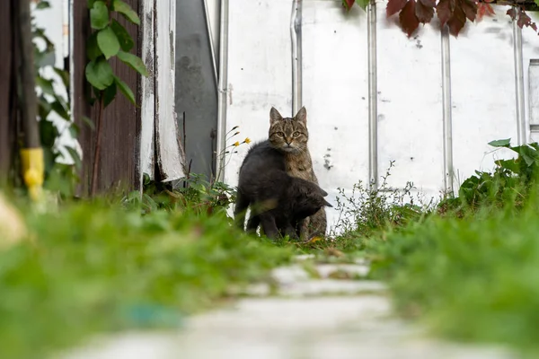 Gatto Con Gattino Guarda Macchina Fotografica Estate Vista Dal Basso — Foto Stock