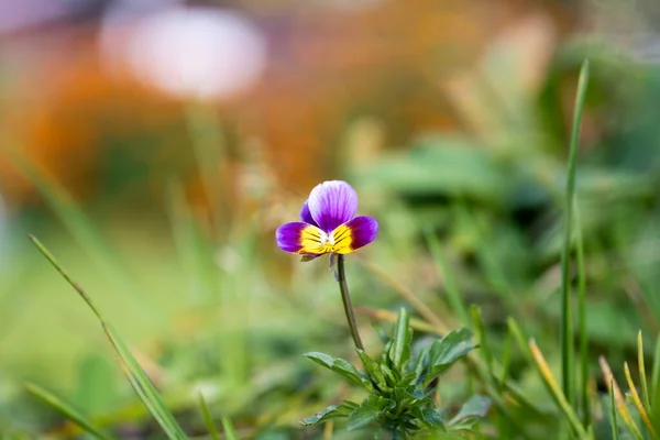 Osamělý Květ Viola Trikolóra Mezi Vysokou Trávou Zblízka Pohled Zdola — Stock fotografie