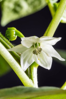 Kırmızı bir tencerede beyaz çiçekli ev yapımı biber çalısı, yakın plan..