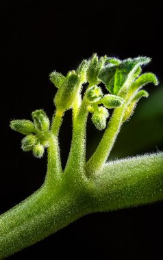 Küçük beyaz kiraz domatesleri, makro fotoğraf.