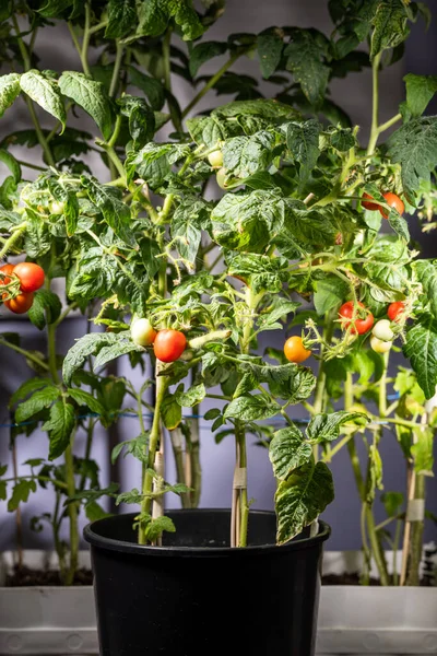 Rode Kerstomaten Zijn Hartvormig Groeien Thuis Kleine Tomatenstruiken Close — Stockfoto