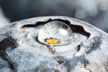 Su damlalı yaban mersini, süper makro, odaklanma yığını, yağmurda böğürtlen.