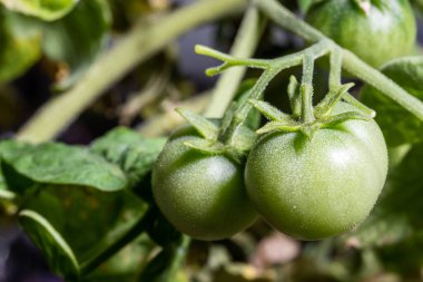 Ev bahçesi küçük biber ve domates bitkileri, yakın plan.