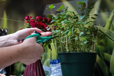Pasta şefi tencerede yetişen ev yapımı nane yaprağını keser ve kek ile yabanmersini süsler. Yakın plan..