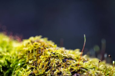 Green moss on an old branch in the woods.