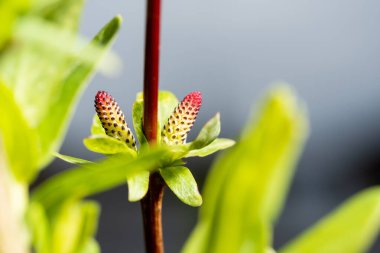 Garden bush of white willow. Red kidneys.