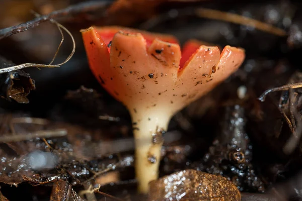 Small mushrooms under old leaves in the forest. — Fotografia de Stock