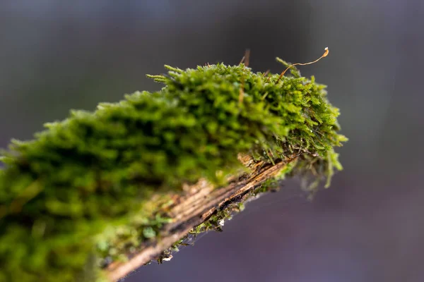 Green moss on an old branch in the woods. — Stock Photo, Image