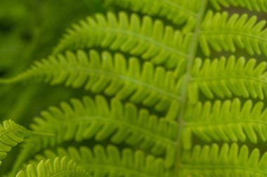 Green background. The leaves of the fern.
