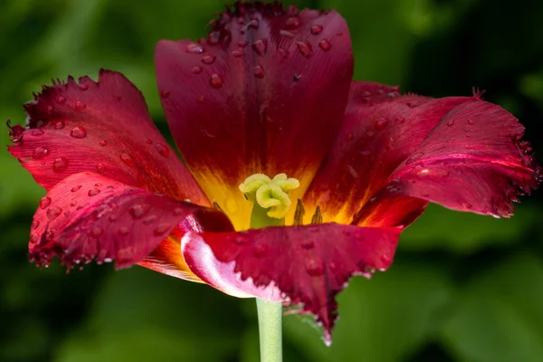 Червоний жовтий тюльпан після дощу. краплі води — стокове фото