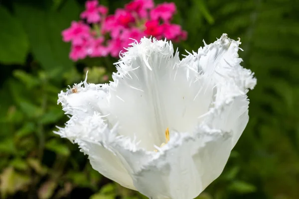 White tulip freshness against a background of green grass and pink flowers. — Stock Fotó