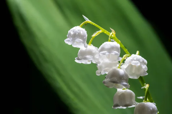 Snow-white lilies of the valley in a dark forest. After the rain. — Stock fotografie