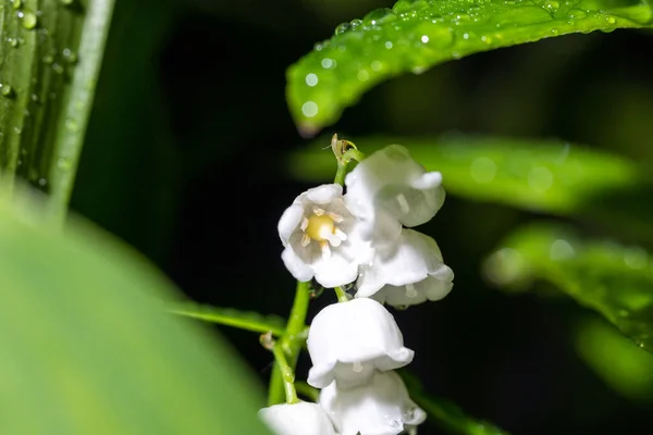 Snow-white lilies of the valley in a dark forest. After the rain. — Stock fotografie