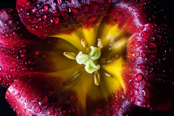 Red yellow tulip after the rain. Water drops — Stock Fotó
